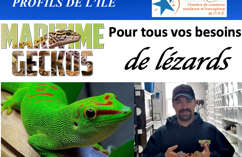 PROFILS DE l’ÎLE – Maritime Geckos – pour tous vos besoins de lézards